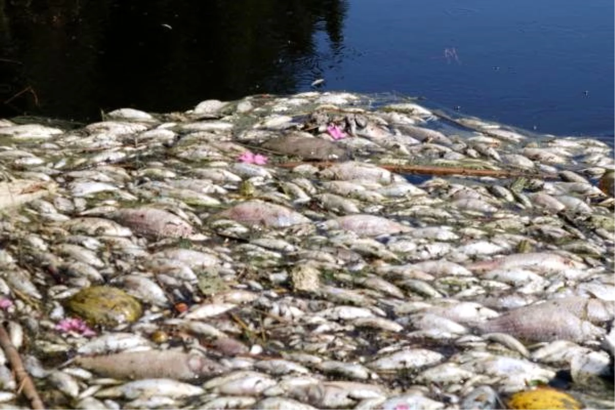 Foça ve menemen\'de sulama kanalında balık ölümleri endişesi