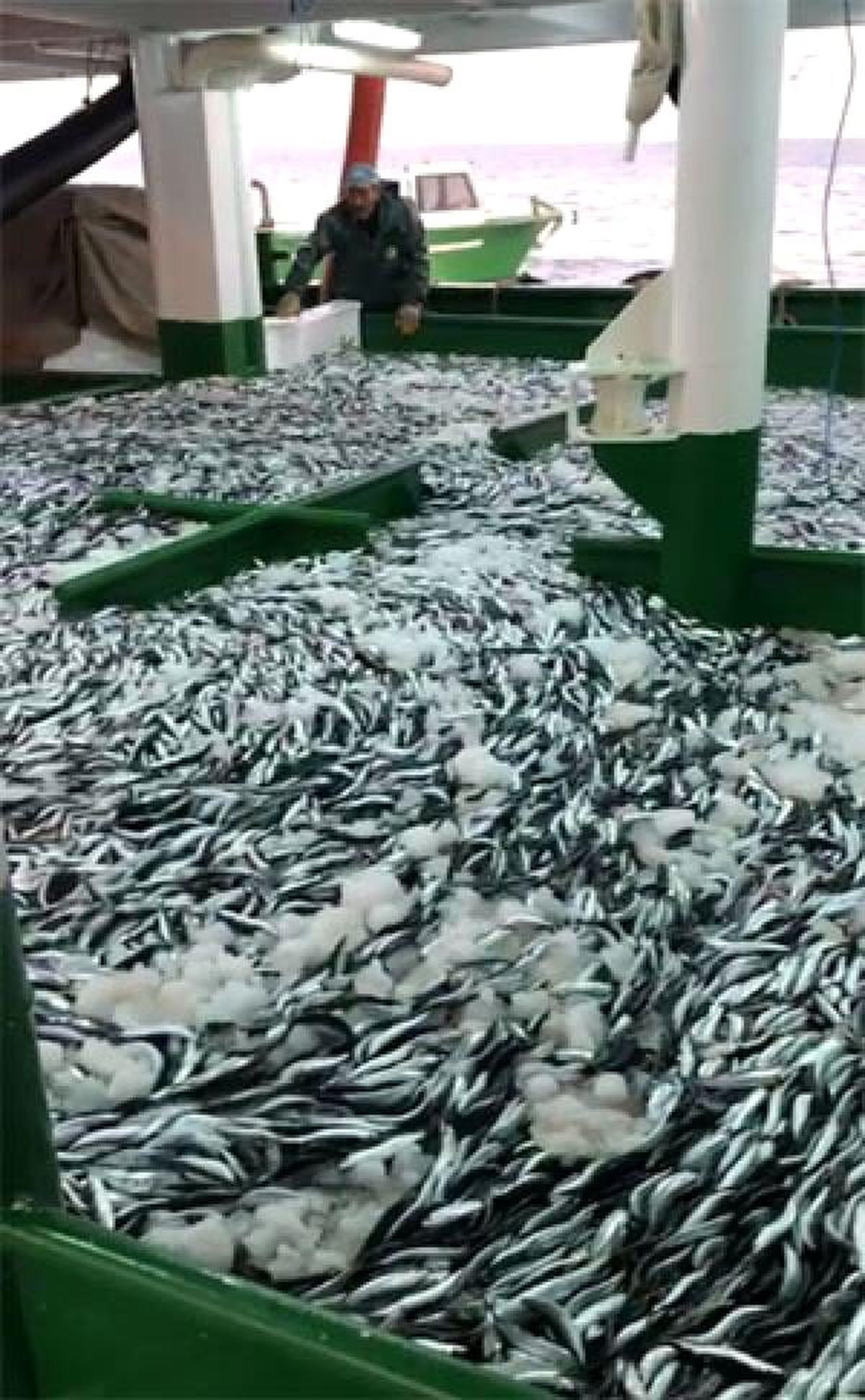 Gırgır teknesiyle, tek seferde 30 ton sardalya avladılar