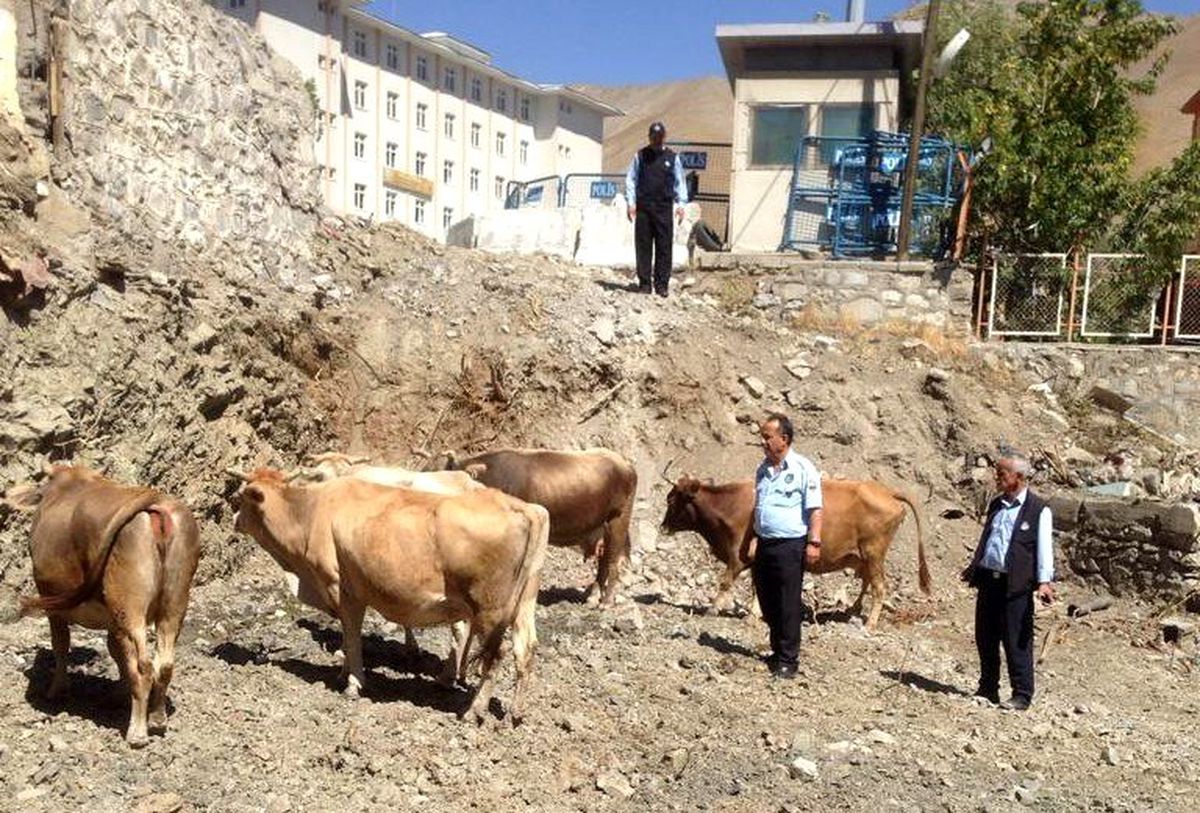 Hakkari\'de başıboş büyükbaş hayvan sorunu