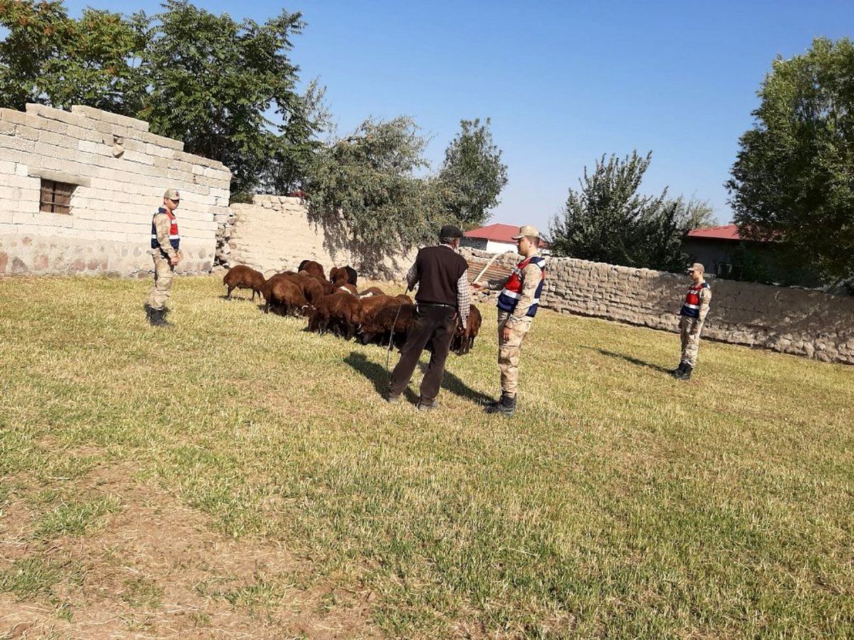 Iğdır\'da küçükbaş hayvan hırsızlığı