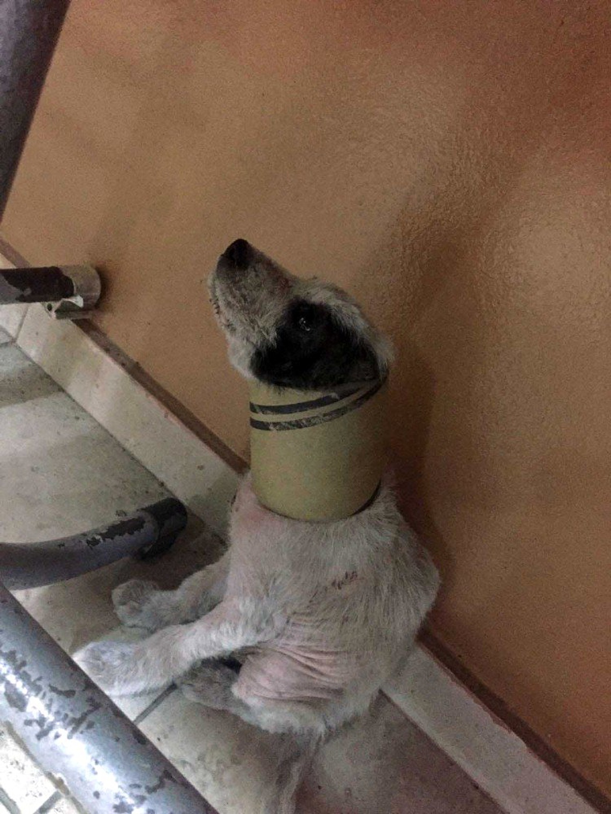 Kafası beton boruya sıkışan köpeği itfaiye kurtardı