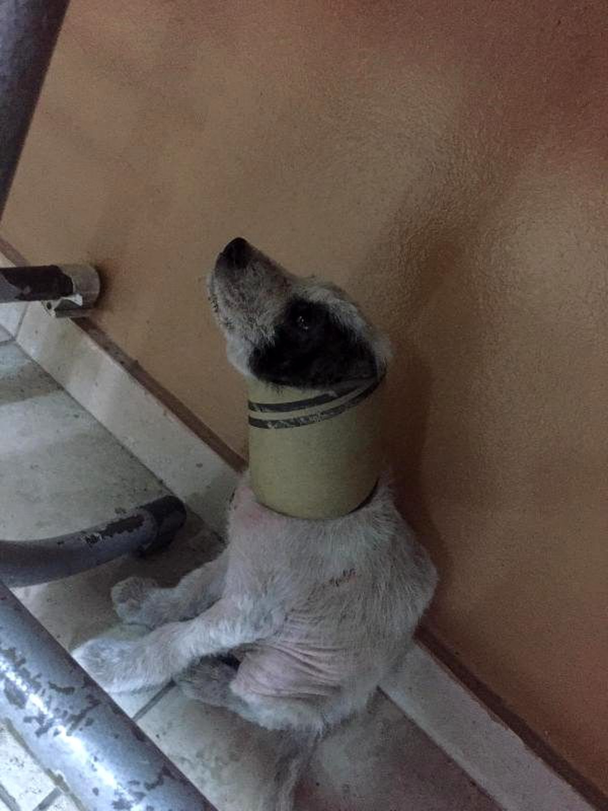 Köpeği boynundaki kartondan itfaiye kurtardı