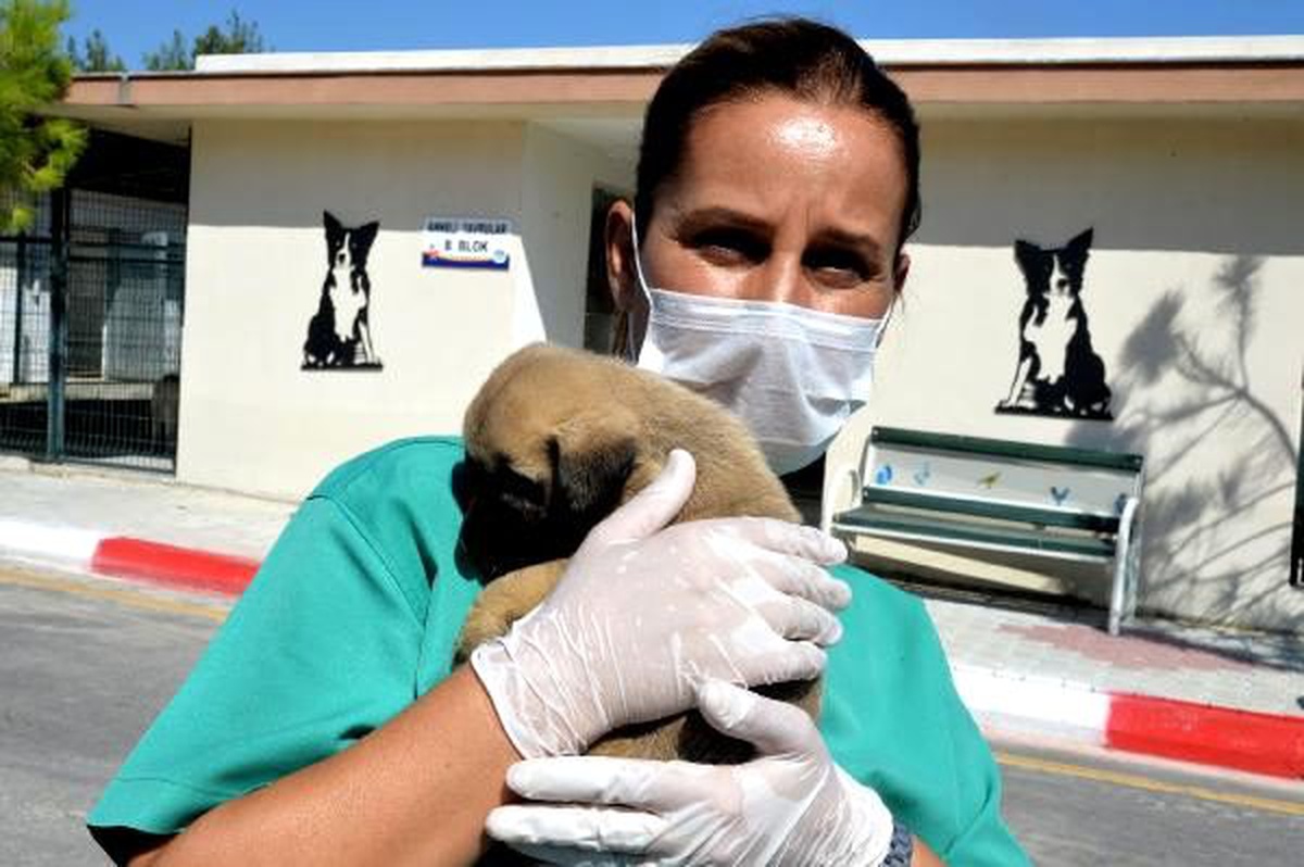 Kuyuya atılan 4 yavru köpekten biri kurtarılabildi