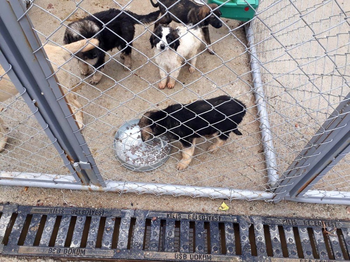 Sokak köpekleri kısırlaştırılıyor