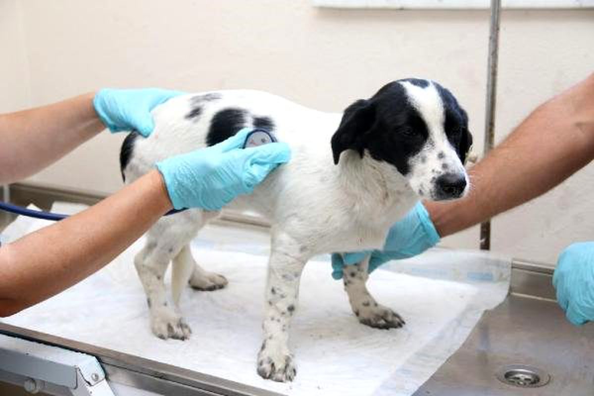 Taşlanan köpeğe tedavi