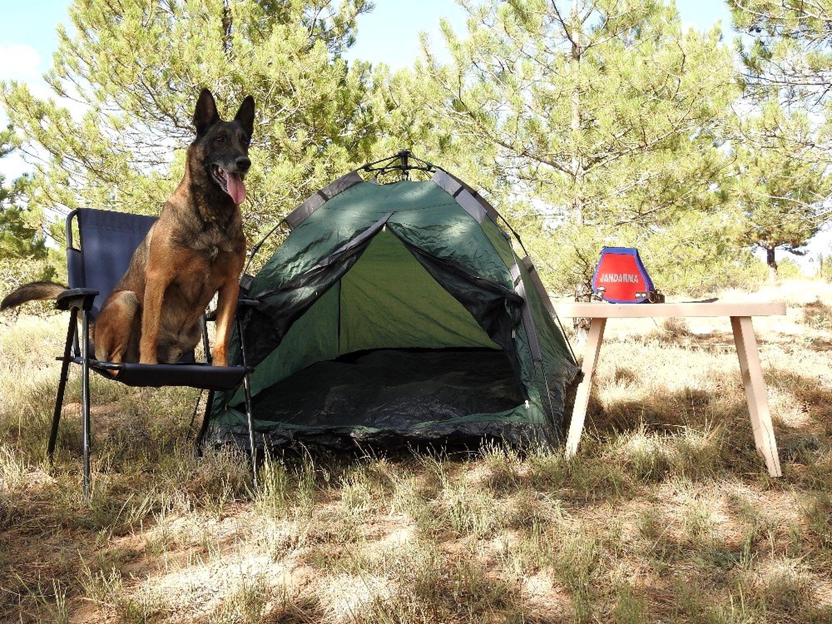 Uyuşturucu arama köpeği, Cimri emekliye ayrıldı