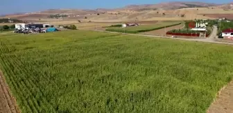 Vali kontağı çevirdi, silajlık mısır hasadı başladı...Hasat havadan görüntülendi