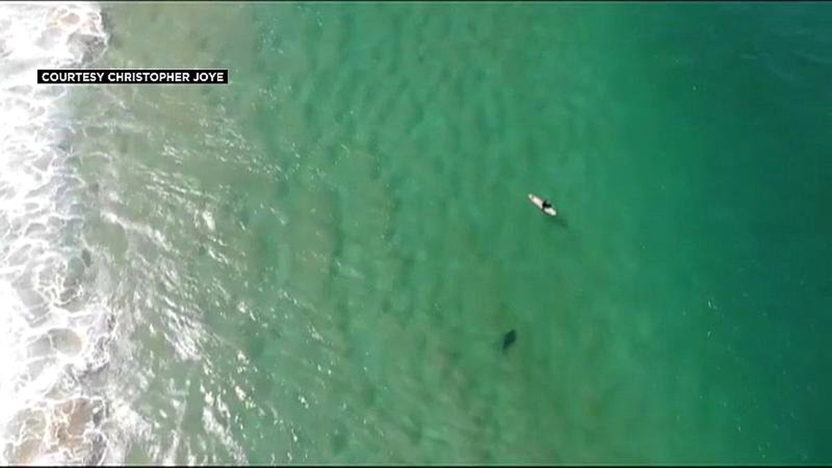 Video | Köpek balığının saldırısından drone ikazı ile kurtuldu