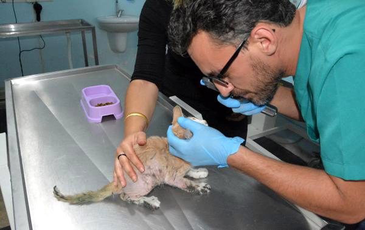 Yakılarak işkence edildiğini zannettiği kedi zifte bulanmış