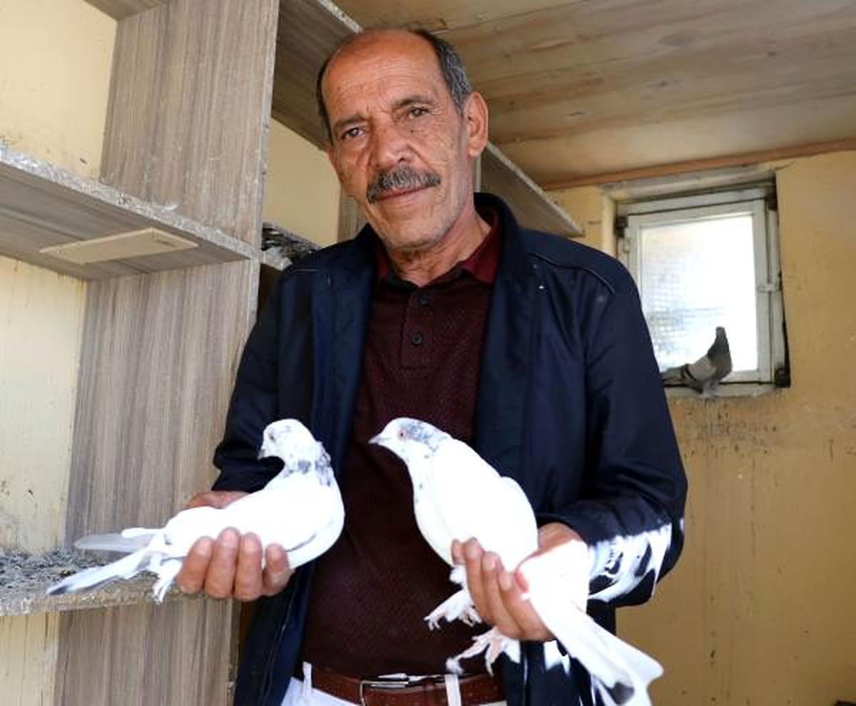 40 güvercine evinde bakıyor