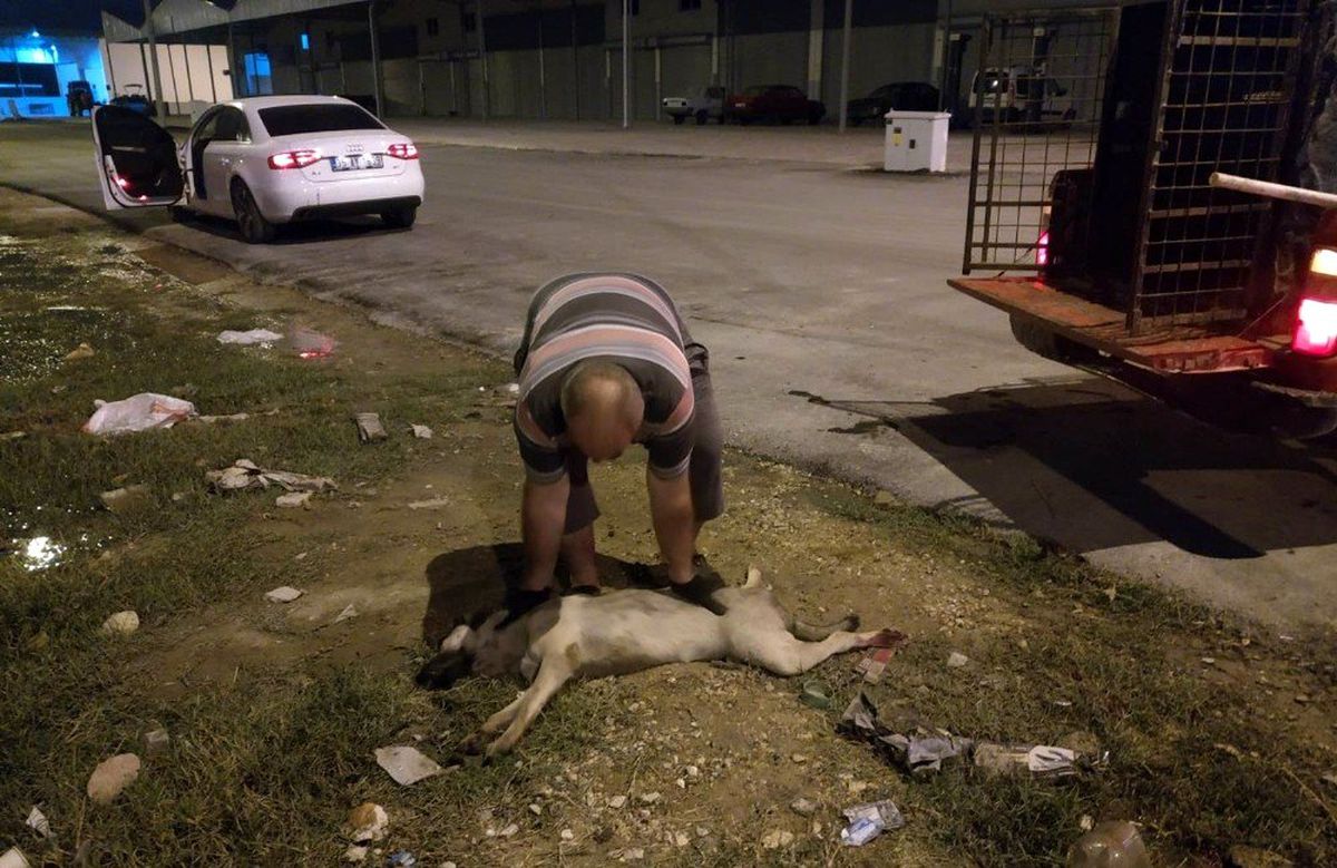 Aracın çarptığı köpeğe belediye ekipleri müdahale etti