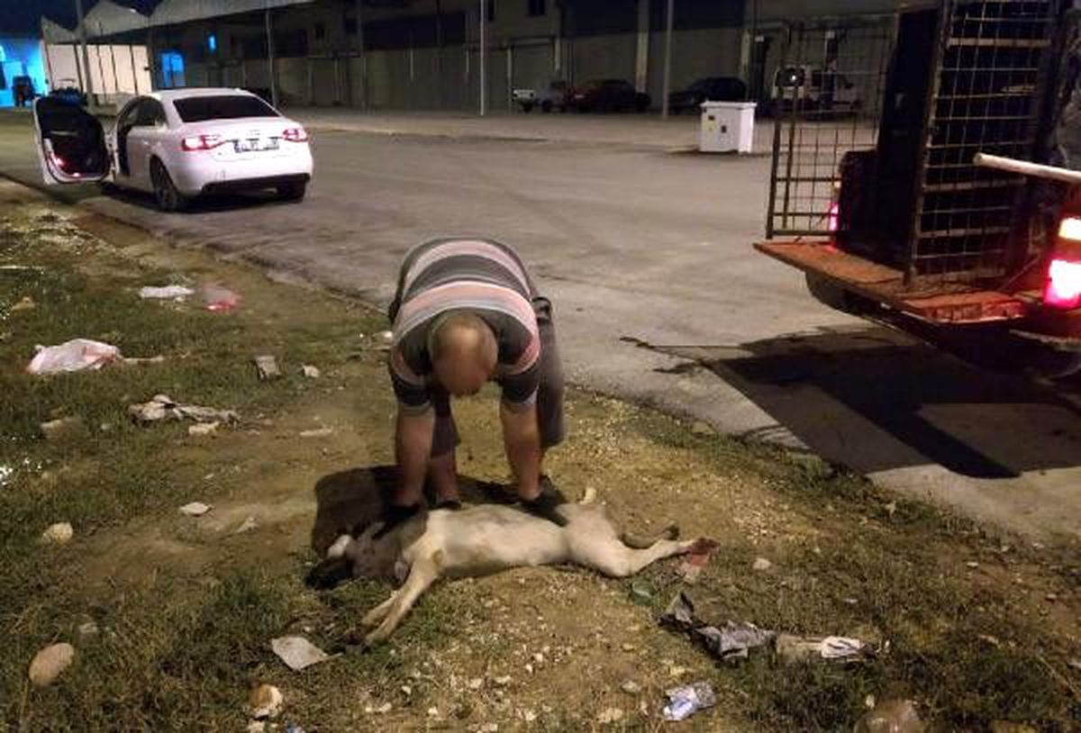 Aracın çarptığı yaralı köpeğe tedavi