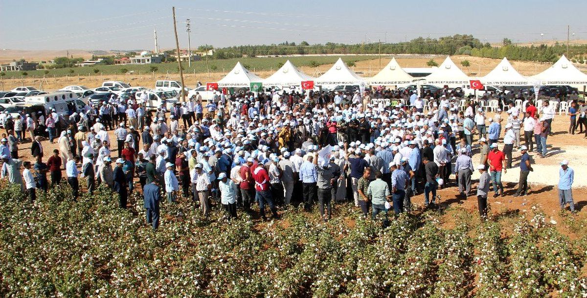 Beyaz altında hasat başladı