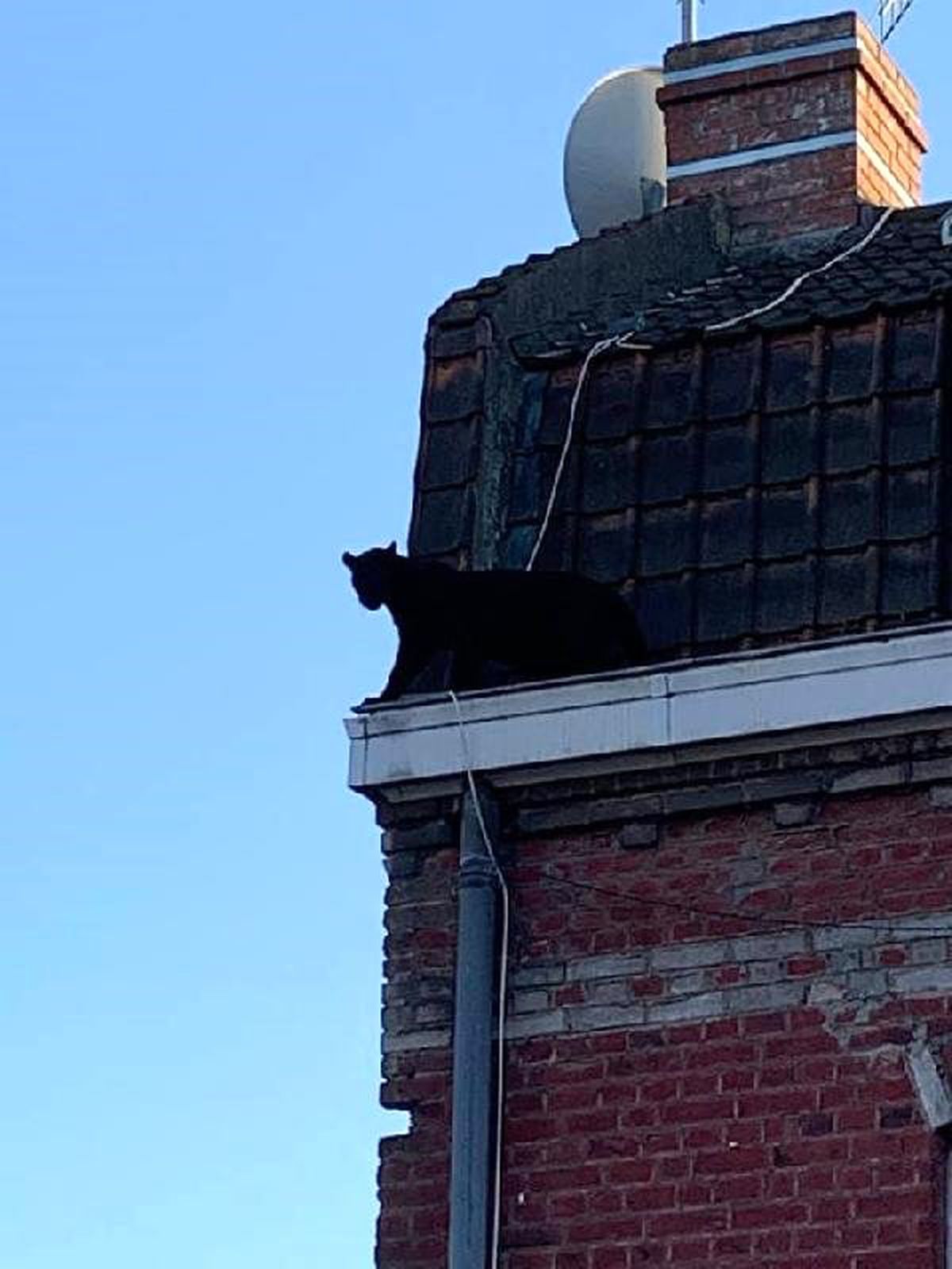Çatı katında panter şoku