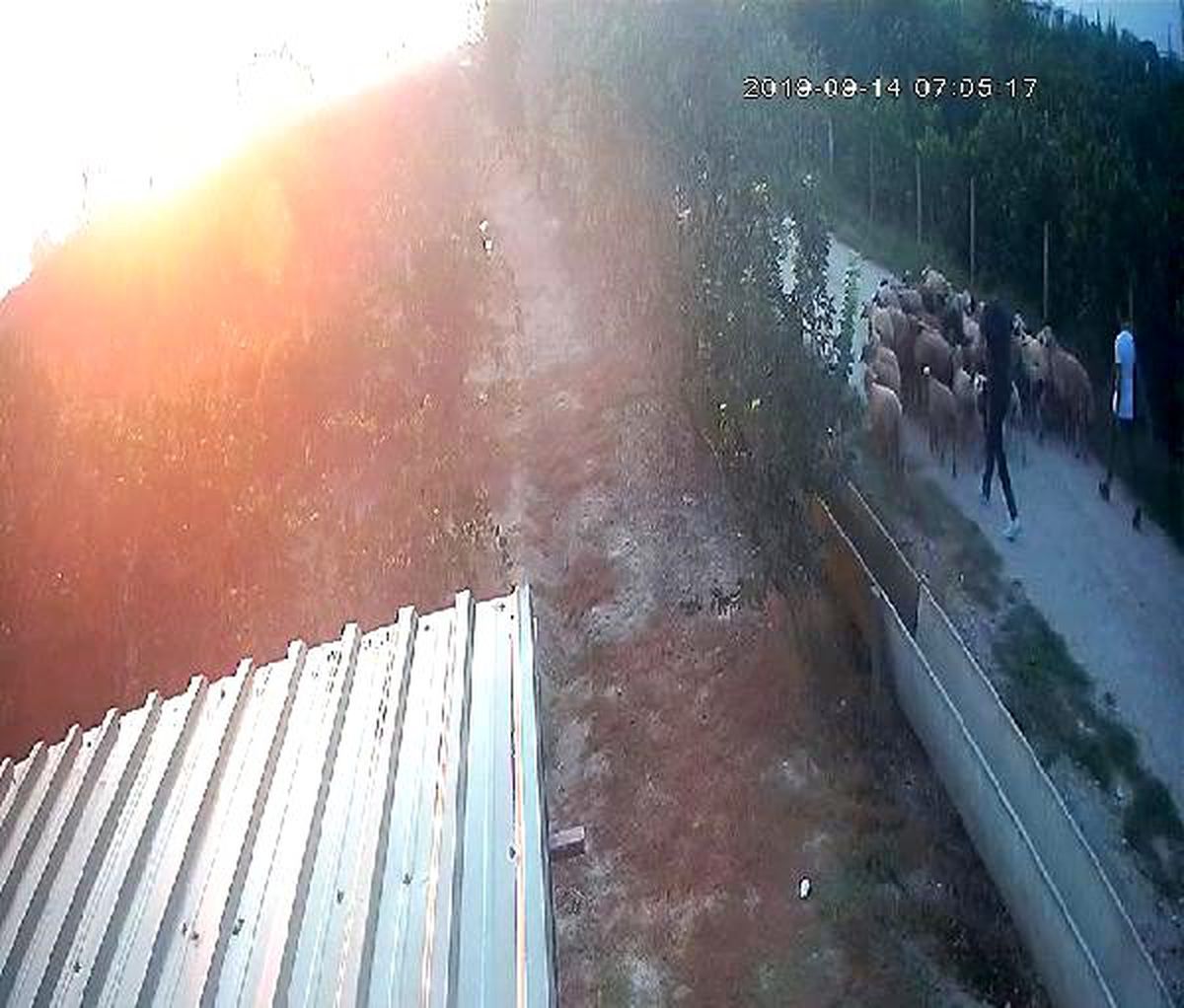 Çiftlikten koyun hırsızlığı kamerada