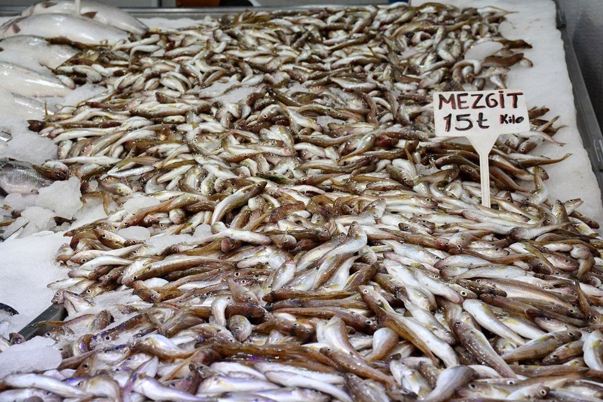 Karadeniz\'de mezgit bolluğu