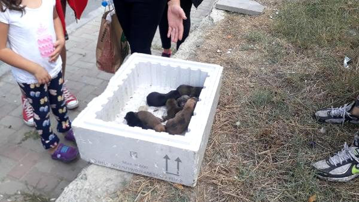 Küçükçekmece\'deki yangında köpek yavrularını kurtardılar