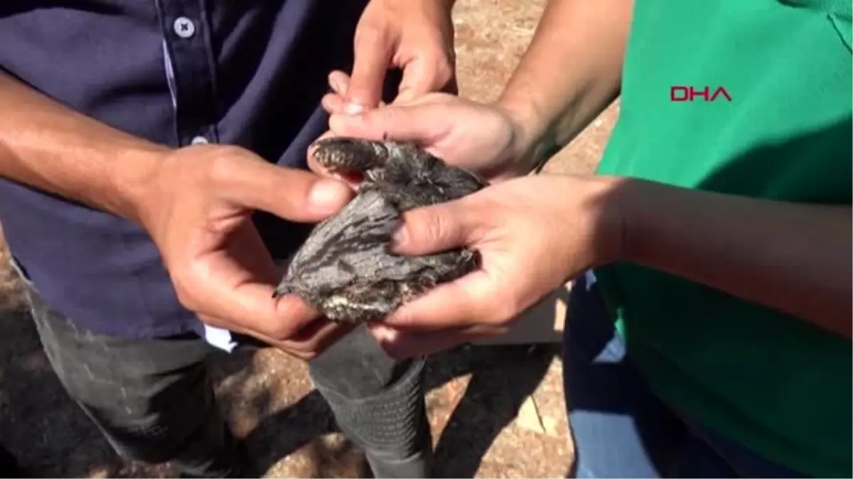 Mersin yaralı sakallı ebabil koruma altına alındı