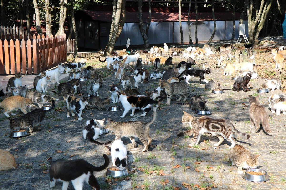 Müziği duyan yüzlerce kedi yemeğe koşuyor
