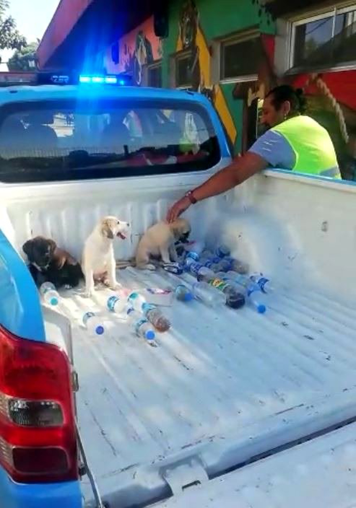 Ölmek üzere olan yavru köpekler hayata döndürüldü