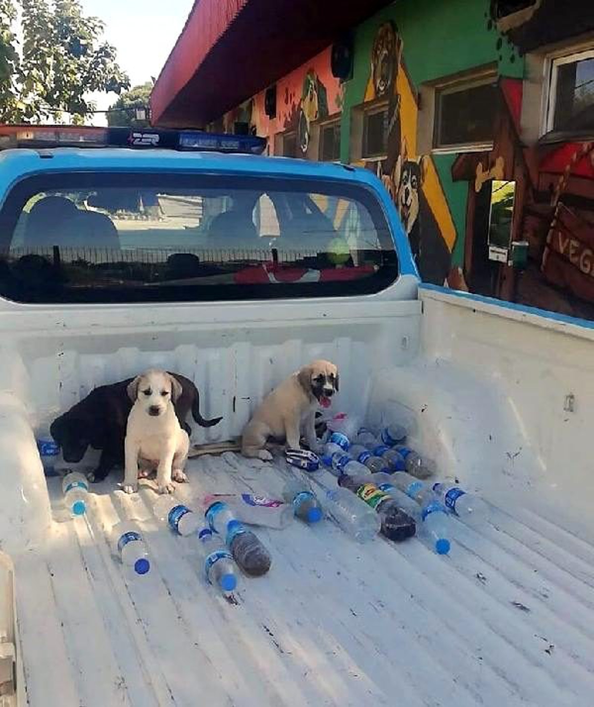 Ormana terk edilen yavru köpeklere belediye sahip çıktı
