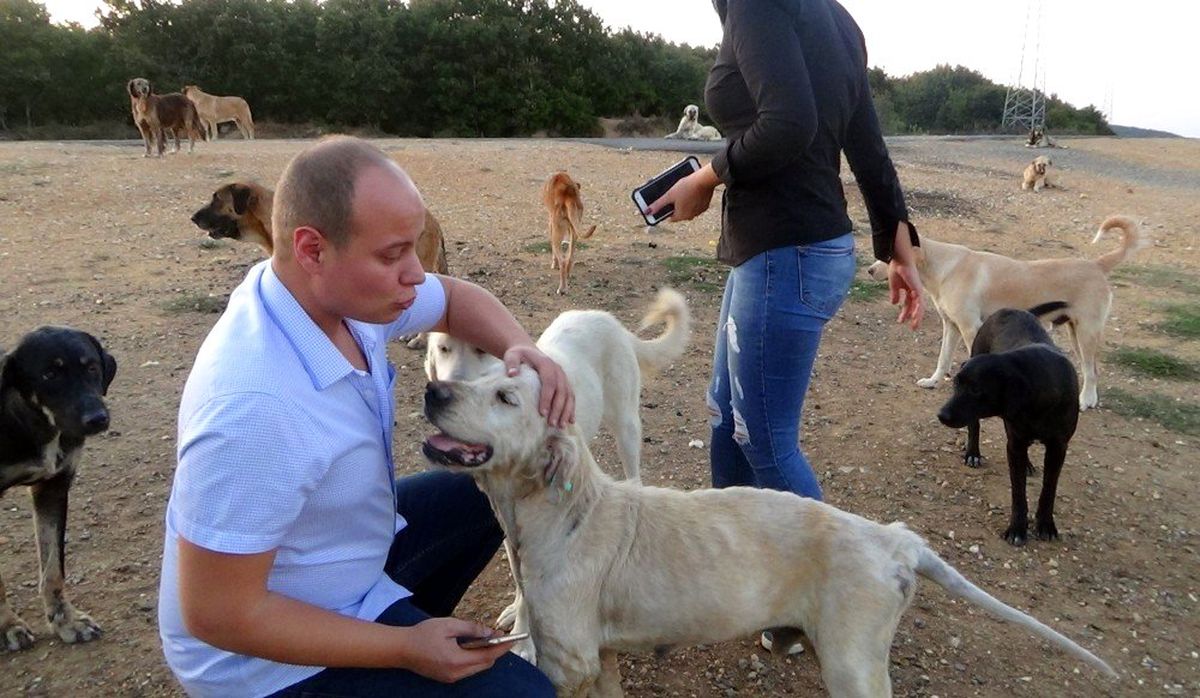 (ÖZEL) Çatalca\'da köpeklerin ormana terk edilmesine hayvanseverlerden tepki