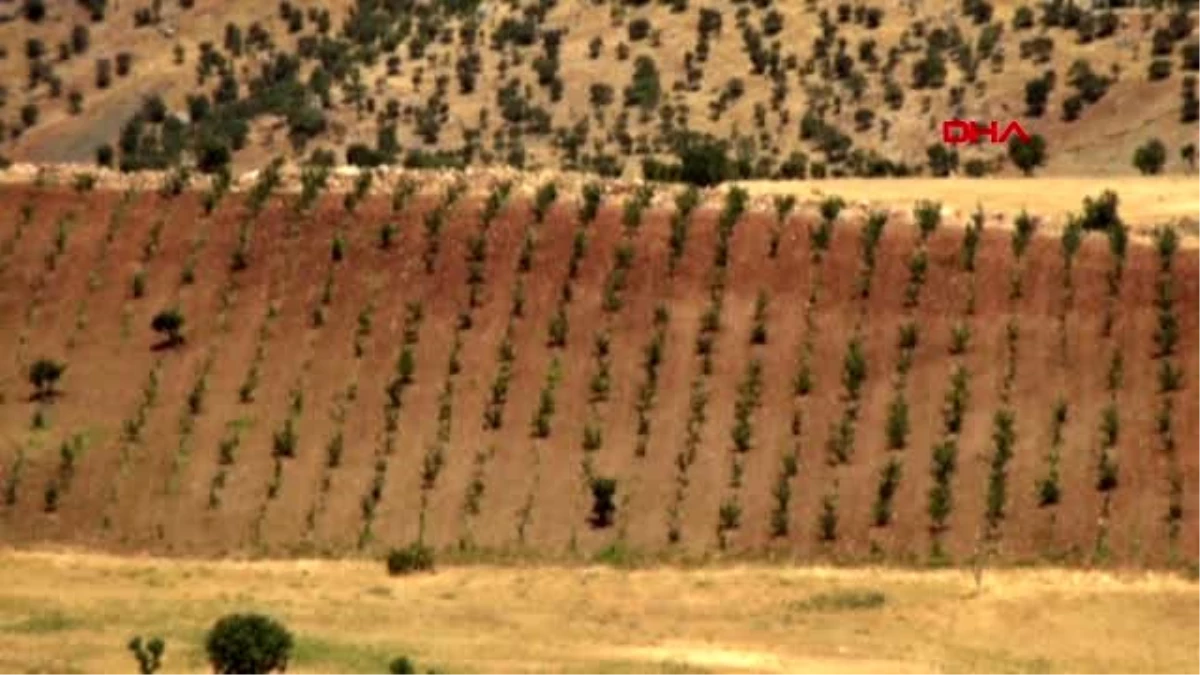 Şırnak gabar ve cudi dağlarının etekleri fıstık bahçeleriyle doldu