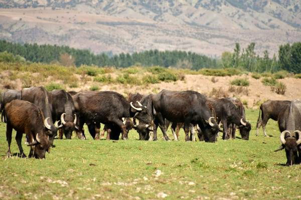 Tokat\'ta manda sayısı, 8 yılda 10 binlere ulaştı