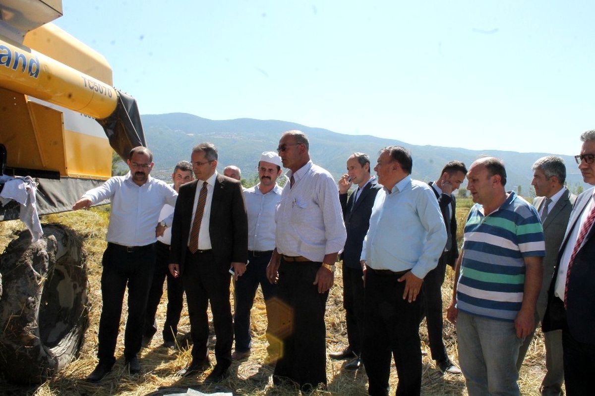 Tosya\'da pirinç hasadı başladı