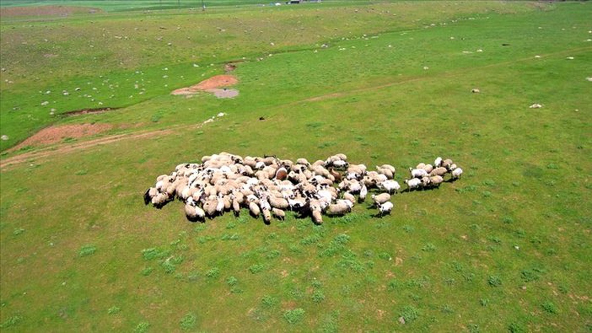 Türkiye\'nin hayvan varlığı 70 milyona yaklaştı