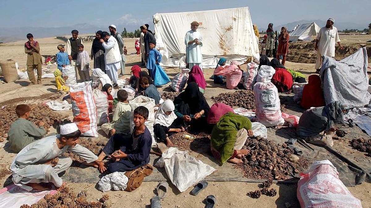 Afganistan: ABD\'nin İHA saldırısı çam fıstığı toplayan işçileri öldürdü