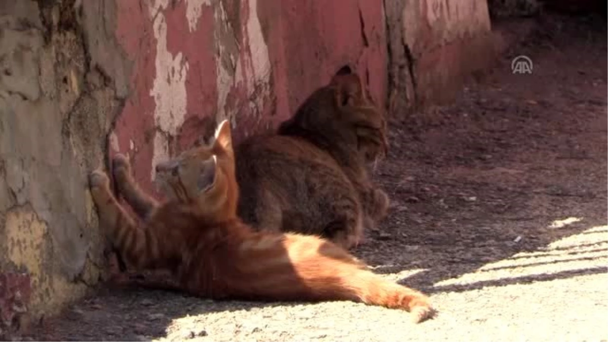 Derslere giren kedi "Tarçın" teneffüslerde yavrularıyla ilgileniyor