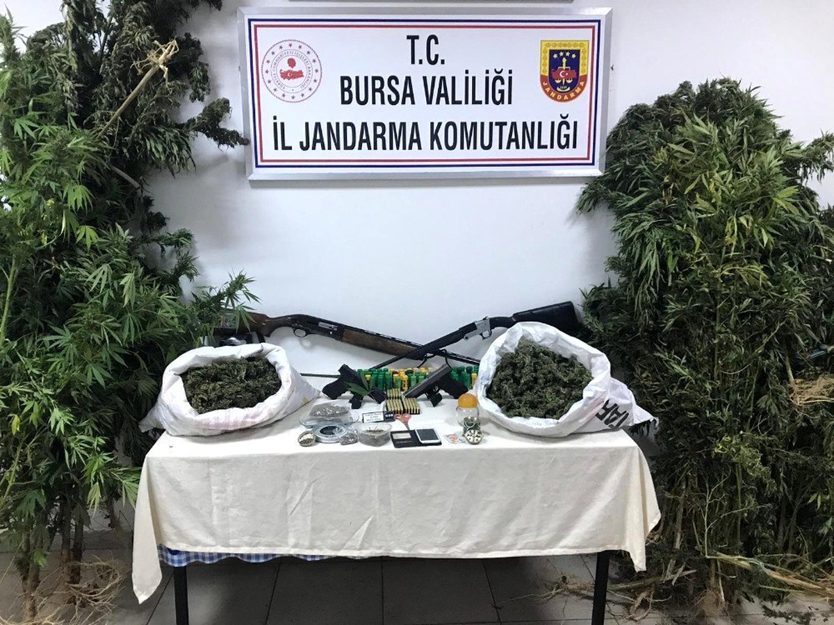 Ektikleri kenevirleri sularken yakalandılar