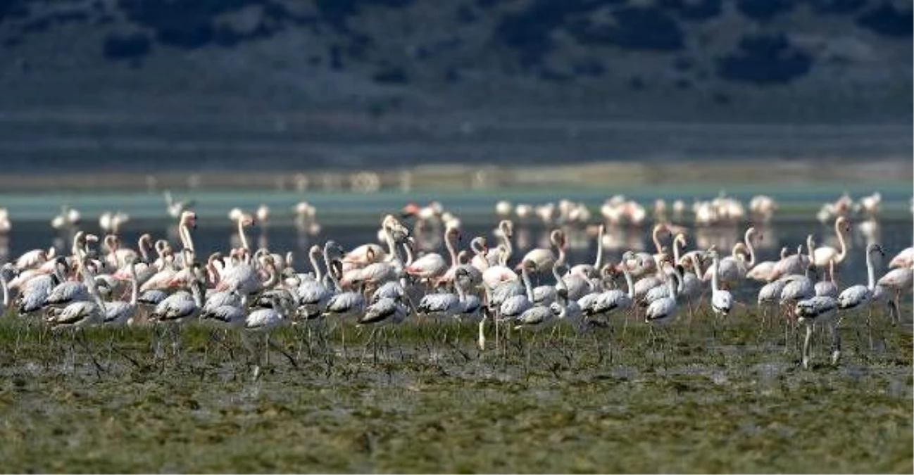 Flamingoların bir gölü daha kurudu