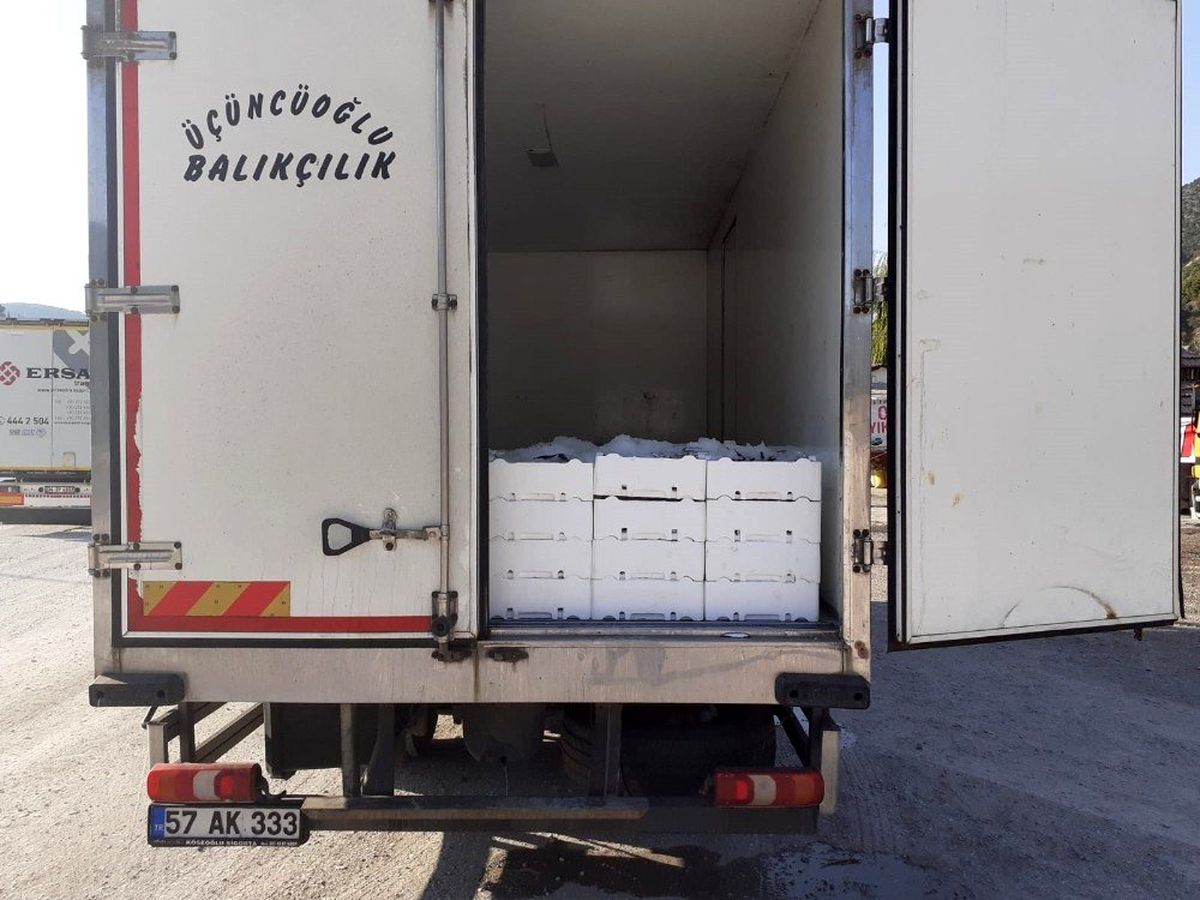 Kargı\'da 2 ton kaçak balık yakalandı