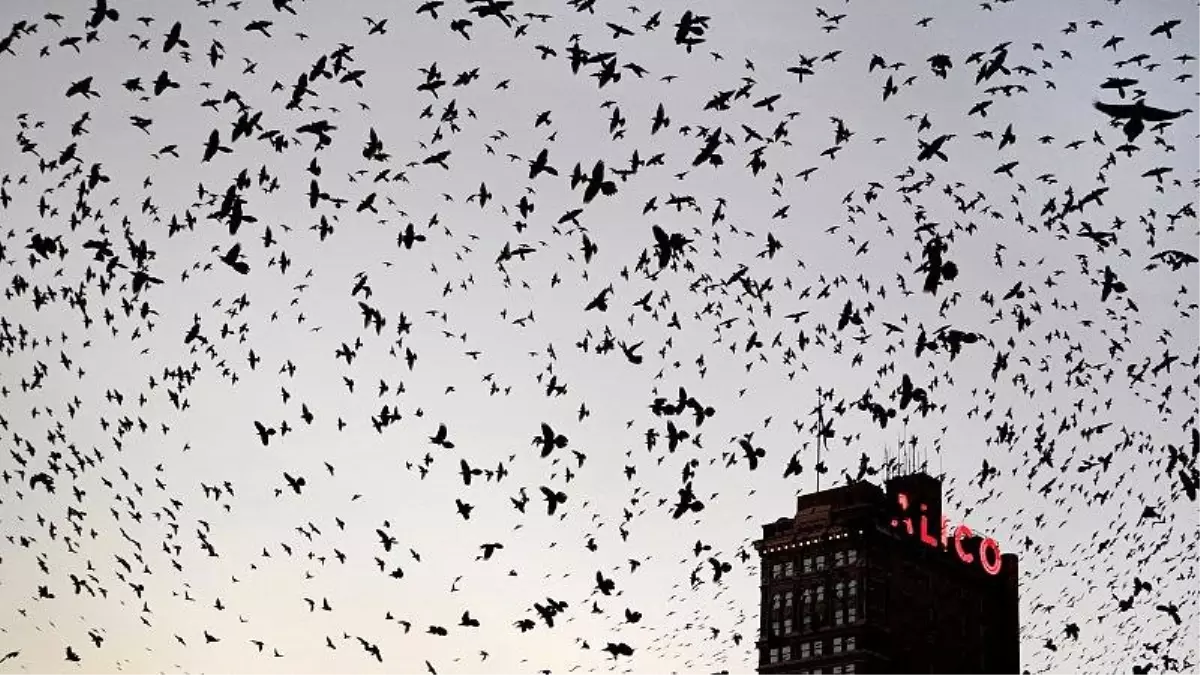 Kuzey Amerika\'da kuş nüfusu dörtte bir oranında azaldı