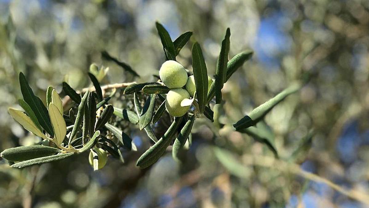 RÖP | Zeytin üretiminde dünya liderliği mümkün mü? Zeytincilik sektörü katma değer yaratmak istiyor