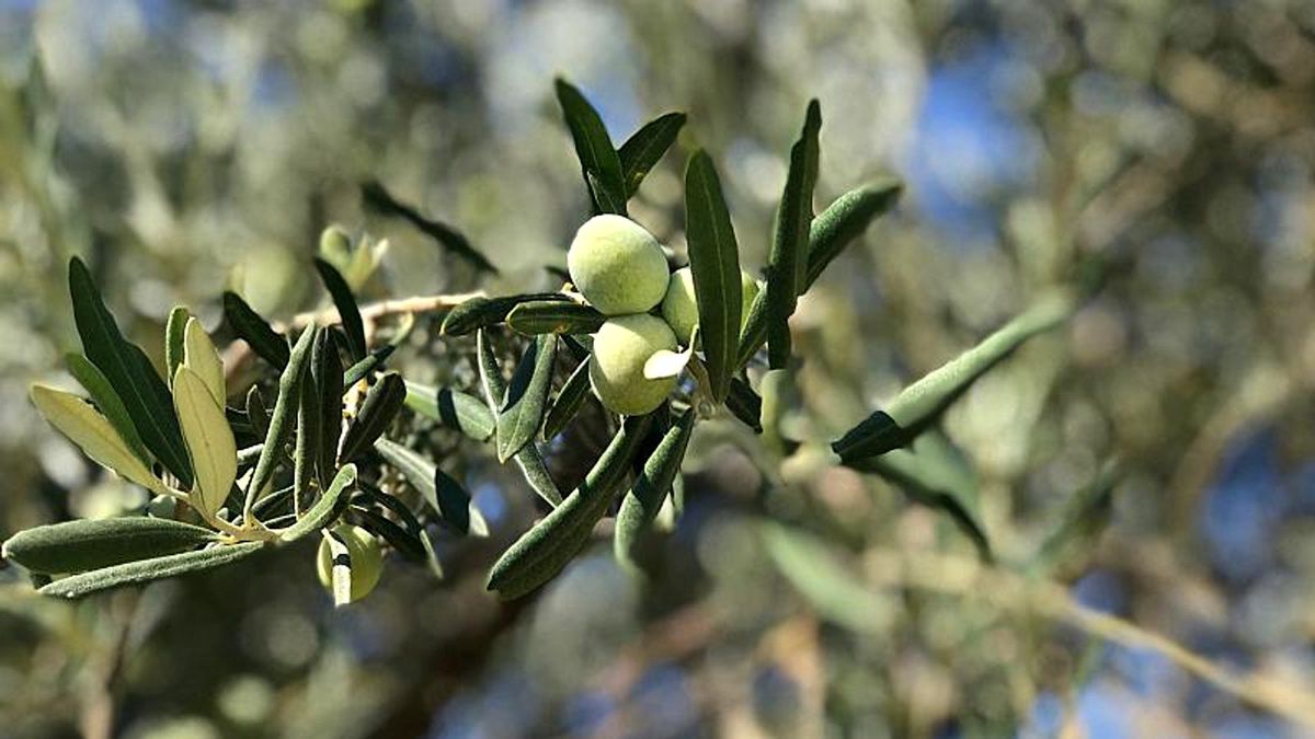 RÖP | Zeytin üretiminde dünya liderliği mümkün mü? Zeytincilik sektörü katma değer yaratmak istiyor