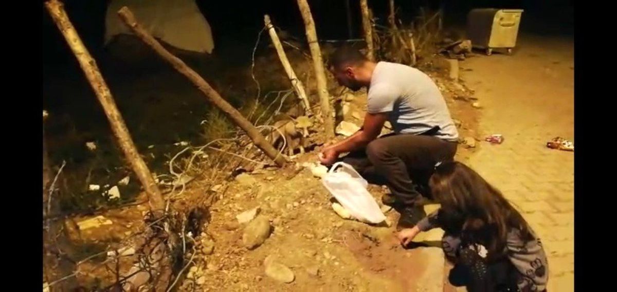 Tilkiyle dost oldu, her gün eliyle besliyor