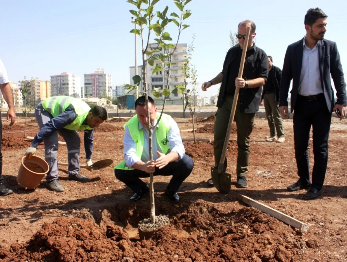 Türkiye\'de bir ilk: Sitelere meyve ağacı ekme zorunluluğu getiriliyor