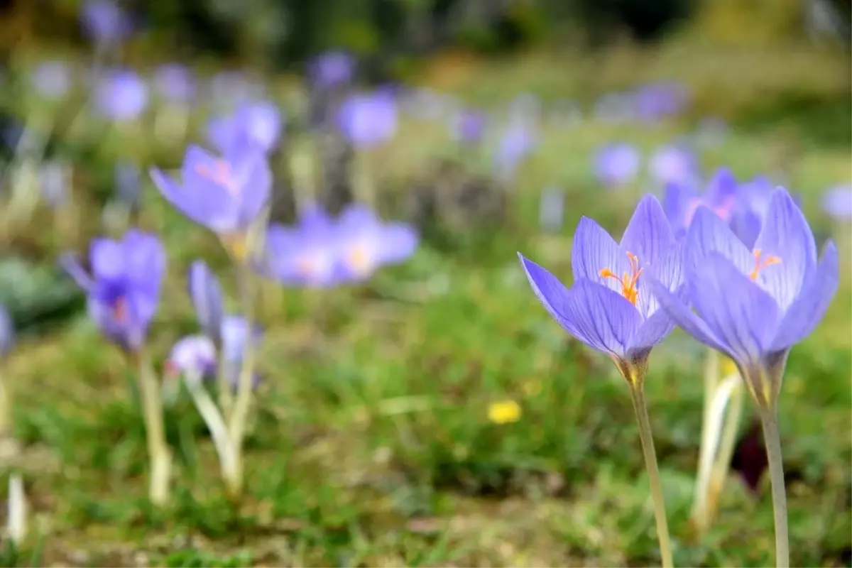 \'Vargit\' çiçekleri açtı, yaylacılara yol göründü