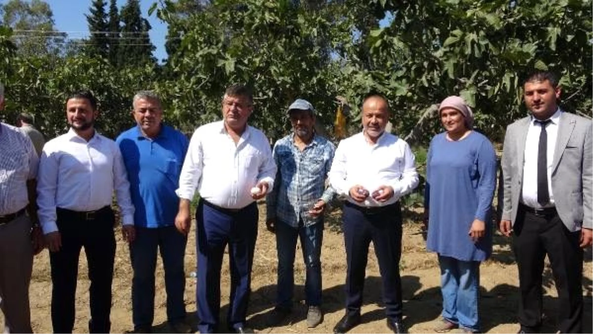 Ak parti aydın milletvekilleri, pamuk tarlasıyla incir bahçesi gezdi