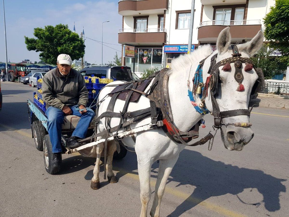 At arabaları nakliyecilere yenik düştü