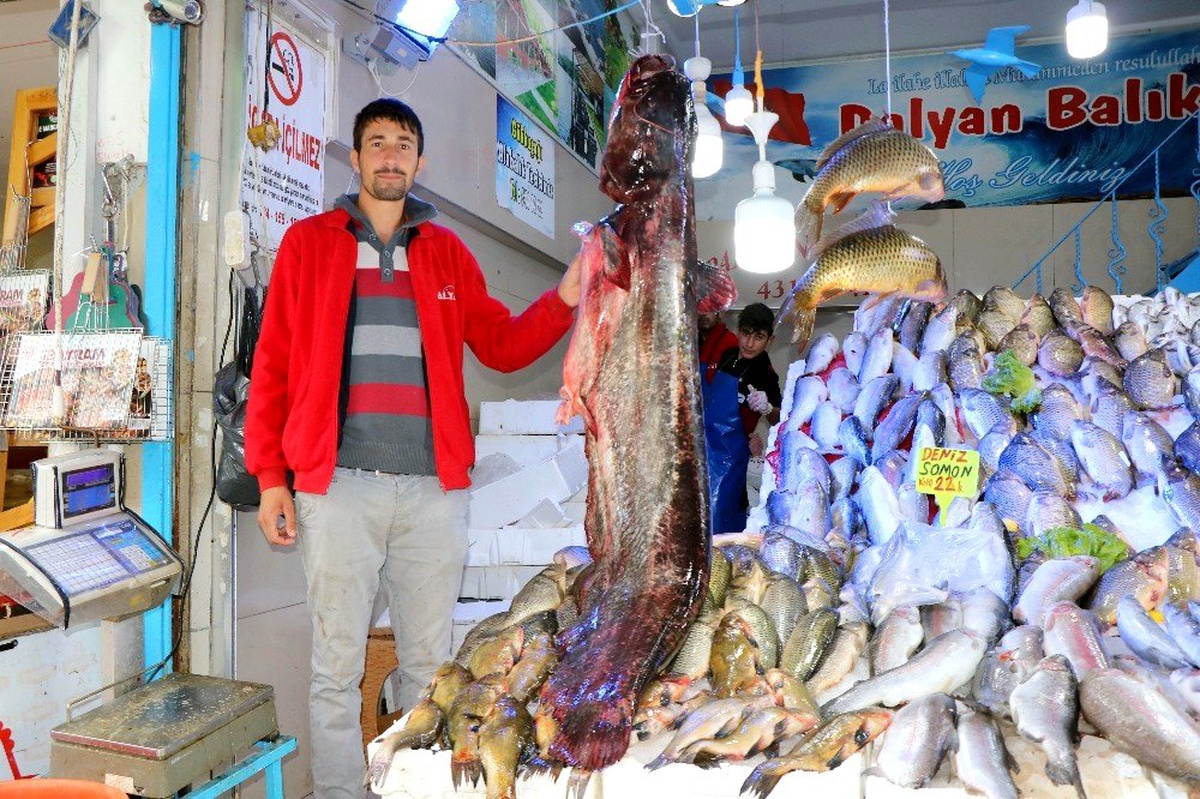 Bu senenin en büyük yayın balığı yakalandı