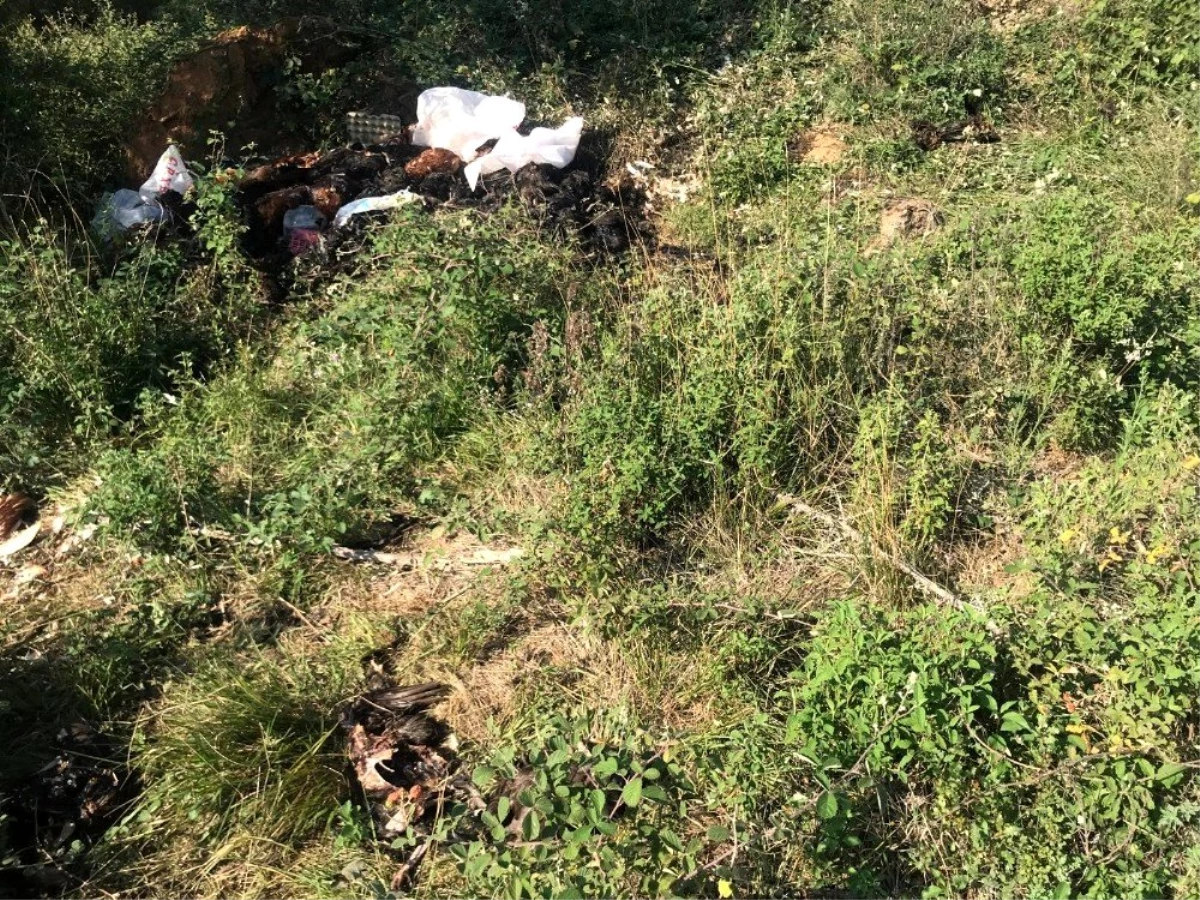 Bursa\'da bir arazide toprağa gömülü halde binlerce ölü tavuk bulundu
