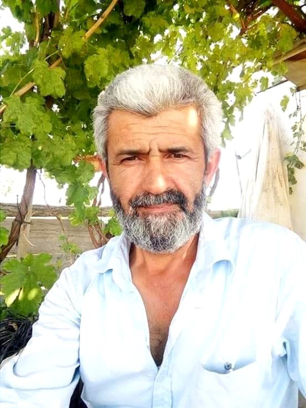 Ceviz çırparken ağaçtan düşüp öldü