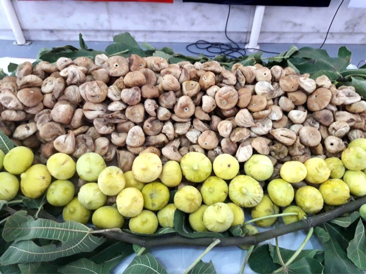 Çin\'e 3,7 milyon dolar kuru incir ihracatı yapıldı