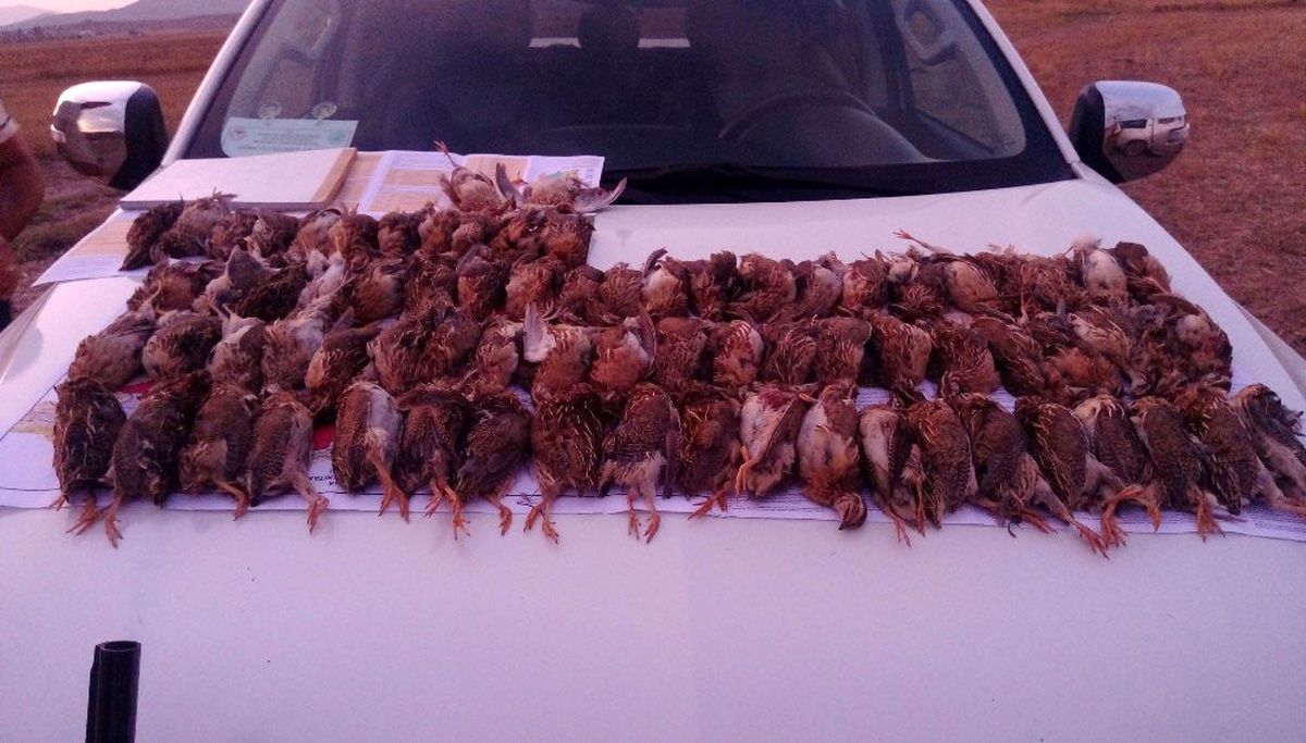 Kaçak bıldırcın avı cezasız kalmadı
