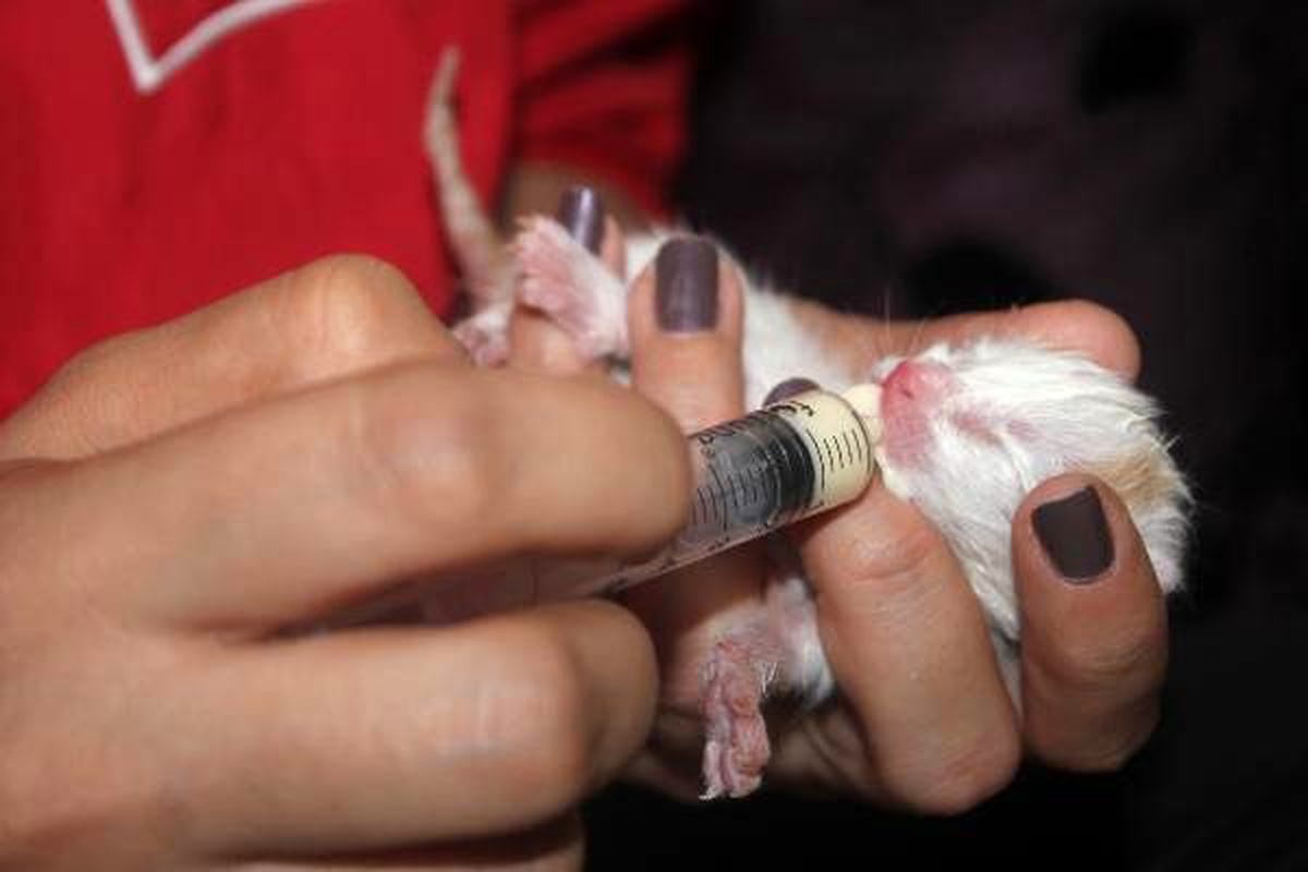 Ölüme terk edilen yavru kedilere, milli sporcu sahip çıktı