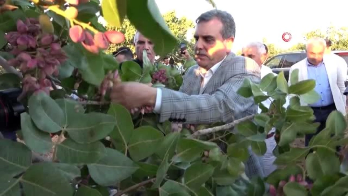 Şanlıurfa ve Gaziantep arasında fıstık krizi